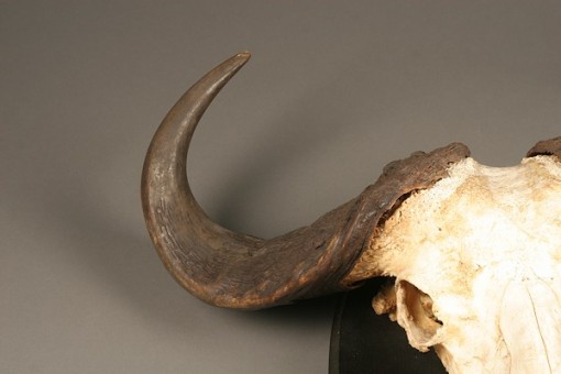 African skull mount of vintage buffalo head.